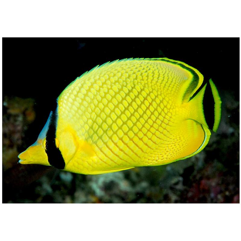 Latticed Butterflyfish (Chaetodon rafflesi) - imagine 4